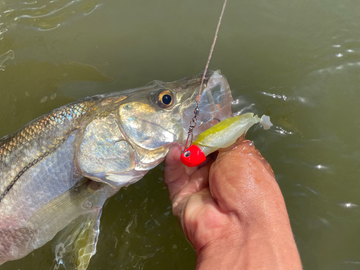 ROBALO